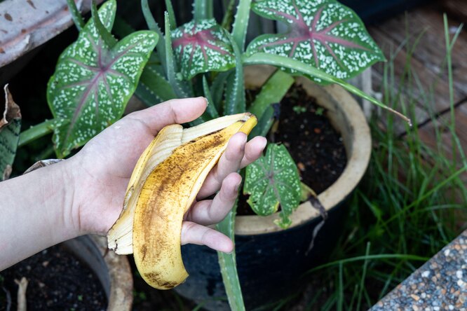 Квас из банановой кожуры