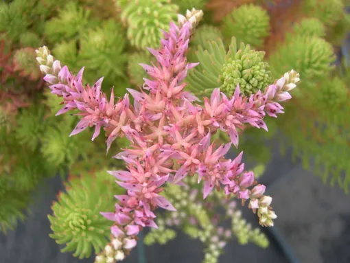 Седум красивый сорт Морская звезда (Sedum pulchellum Sea star) фото