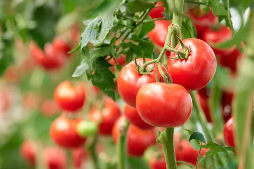 Народные удобрения для томатов, на которые вы не потратите ни копейки