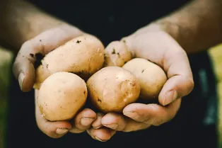«Разорённый стол»: что посадить на месте уже собранного раннего картофеля