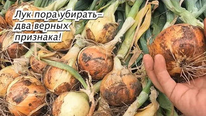 Нажми и смотри