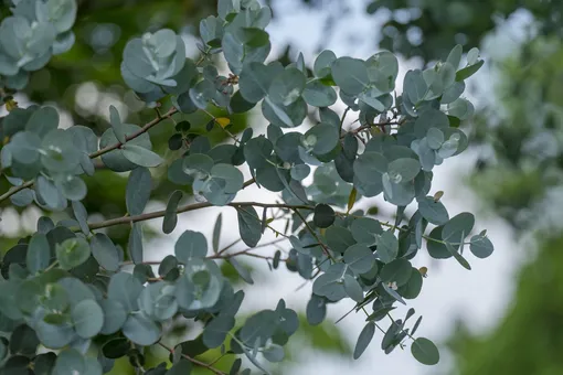 Eucalyptus platypus