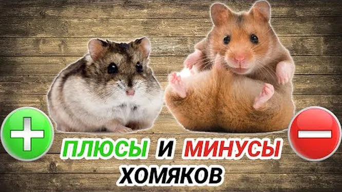 Нажми и смотри