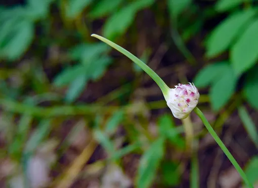 Распускающийся цветок или луковица дикого чеснока