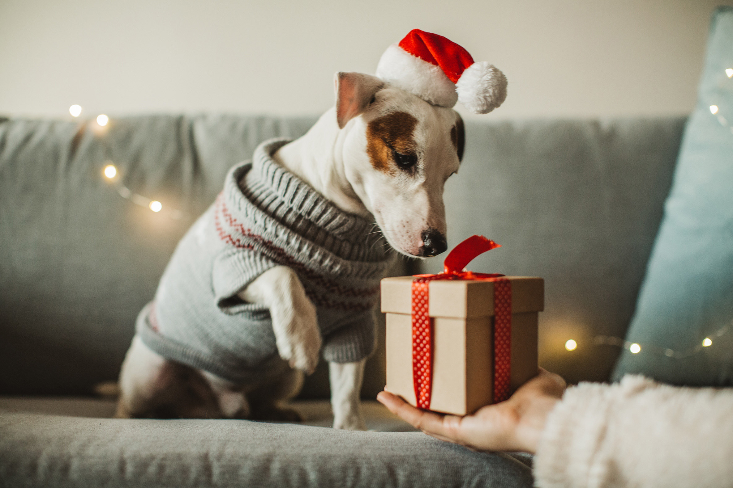Рождество для всех: посмотрите, как в приюте собаки сами выбирают себе подарки