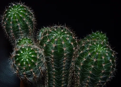 Эхинопсис острогранный (Echinopsis oxygona)