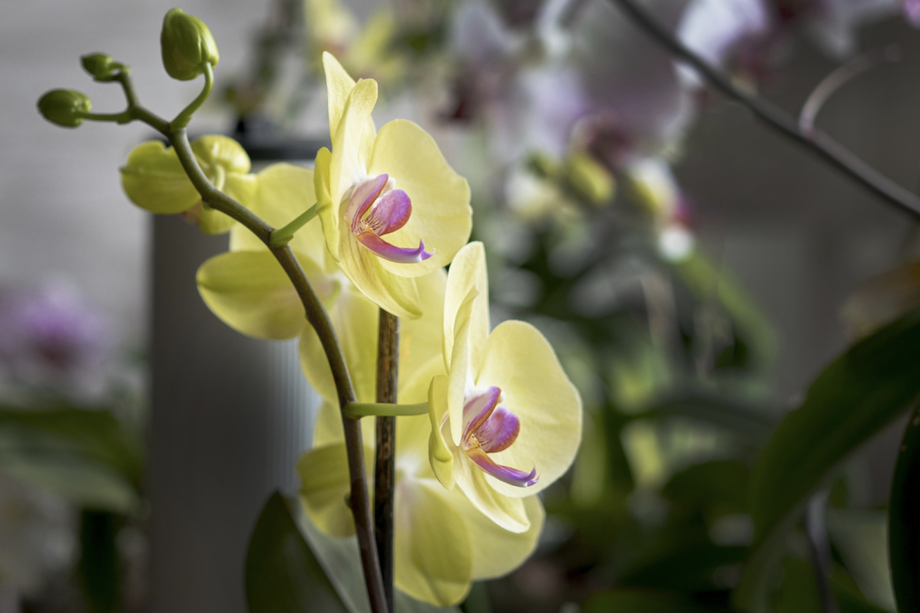 Сорта орхидей с фото и названиями на русском языке