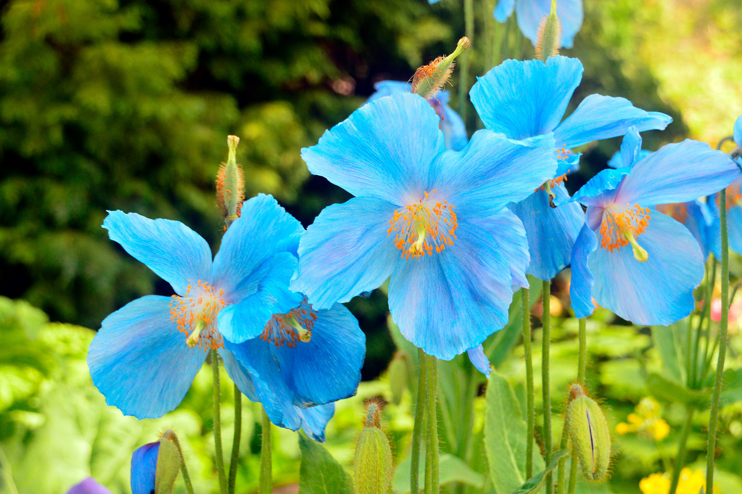 Серия Синие цветы Leander