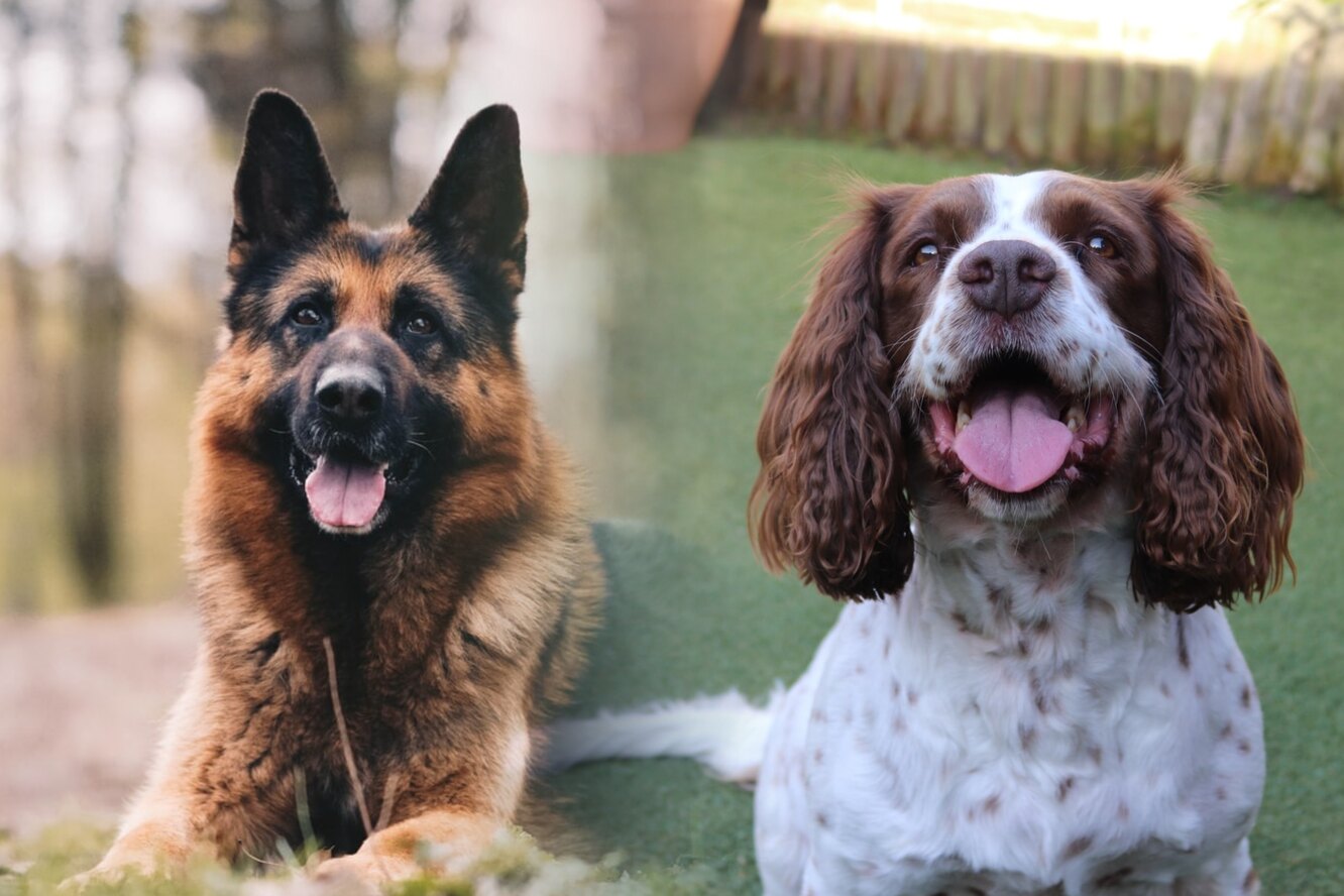 Самые умные породы собак топ 10 с фото и названиями