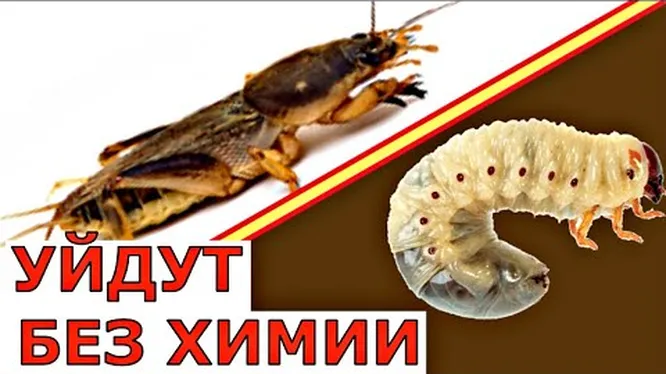 Нажми и смотри