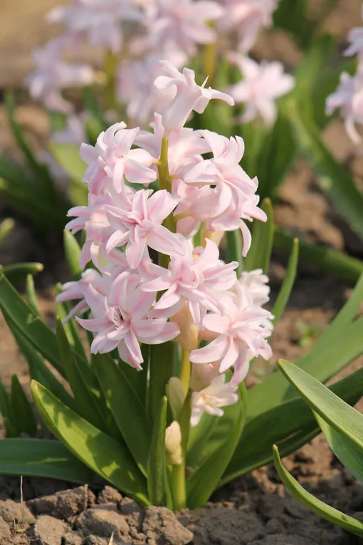 Гиацинт Chestnut Flower