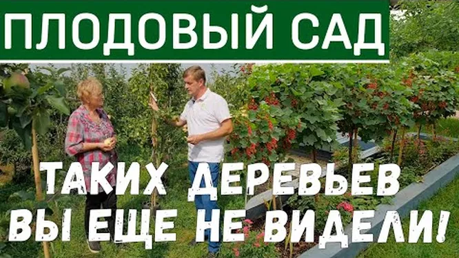 Нажми и смотри