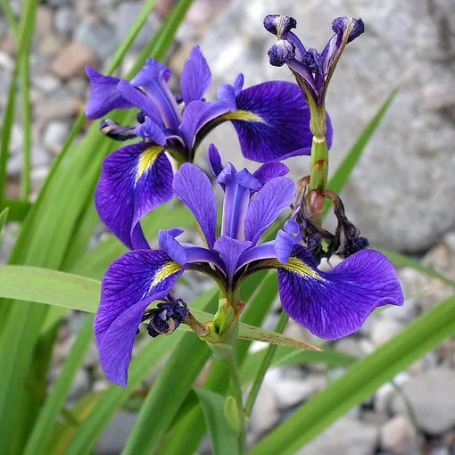 Iris versicolor любит влагу