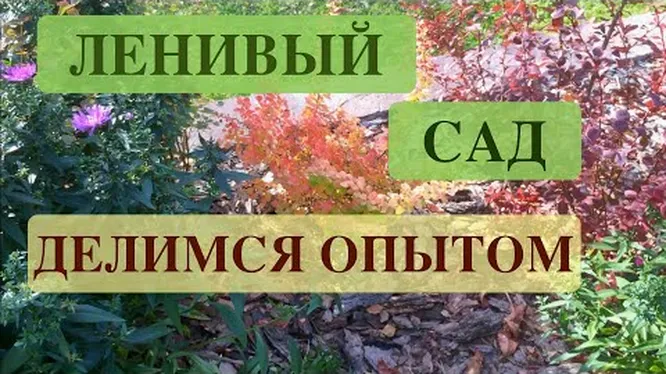 Как упростить себе жизнь на даче: 10 лайфхаков для лентяев — сыромять.рф