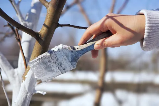 Лунный посевной календарь садовода и огородника на неделю с 12 по 18 февраля 2024 года