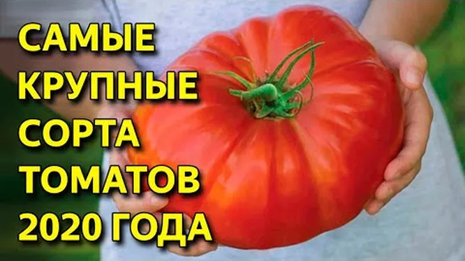 Нажми и смотри