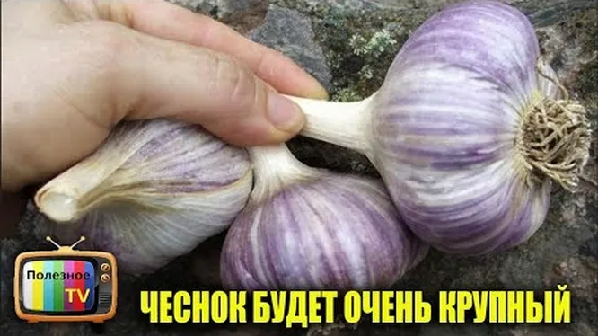 Нажми и смотри