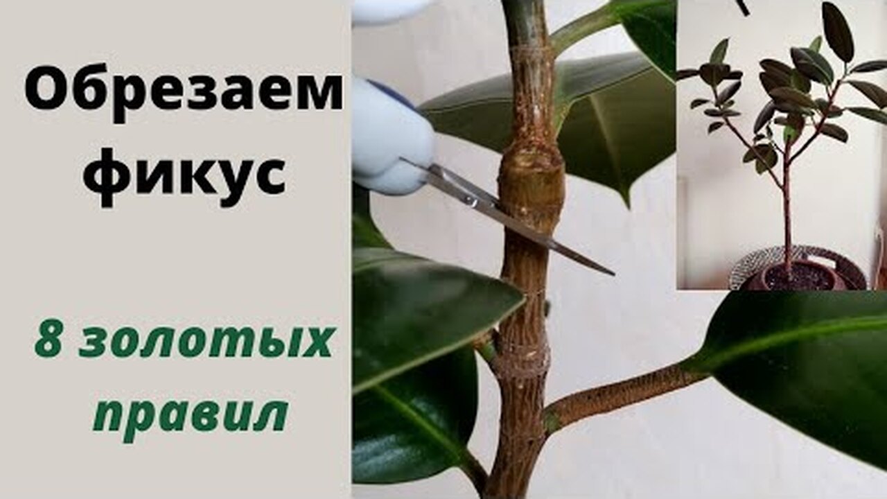 Обрезка фикуса каучуконосного. Схема обрезки фикуса каучуконосного. Как обрезать одеревеневший фикус каучуконосный. Можно ли размножить фикус от опавшего листа.