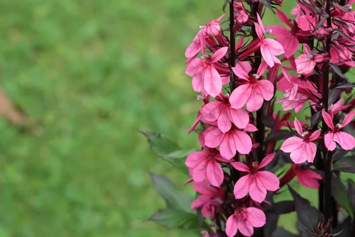 Лобелия прекрасная (Lobelia x speciosa)