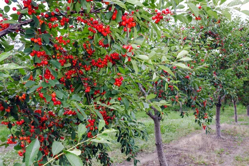 Участок для вишни нужно выбрать солнечный