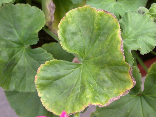 Почему сохнут листья герани (пеларгонии)?