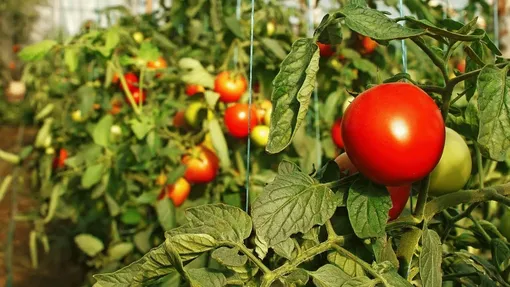 Какие питательные вещества необходимы томатам