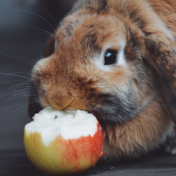 Чем кормить кроликов для набора веса