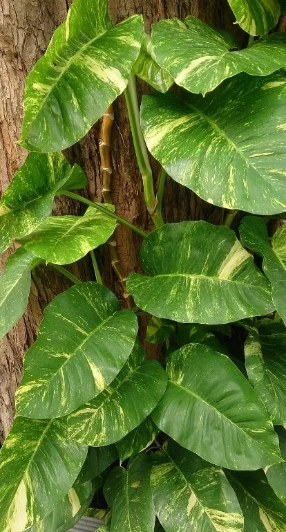 Эпипремнум золотистый (Epipremnum aureum)