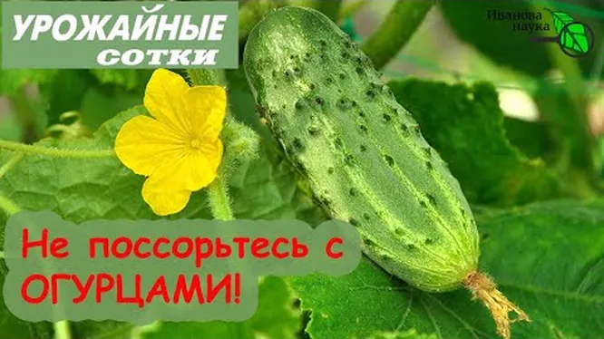 Нажми и смотри