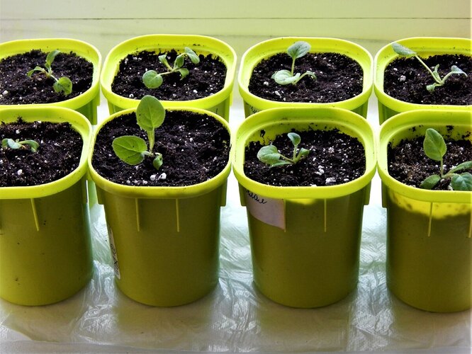 Как вырастить рассаду петунии из семян в домашних условиях | В цветнике (security58.ru)