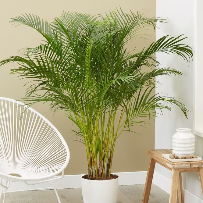 7 самых красивых видов комнатных пальм