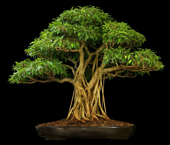 Фикус бонсай: лучшие разновидности и правила формирования комнатного дерева