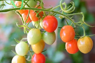 Чем подкормить томаты во время плодоношения: полезные советы