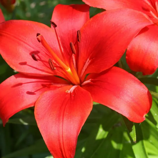 Популярные сорта красных лилий: рекомендации по размещению и использованию в ландшафтном дизайне