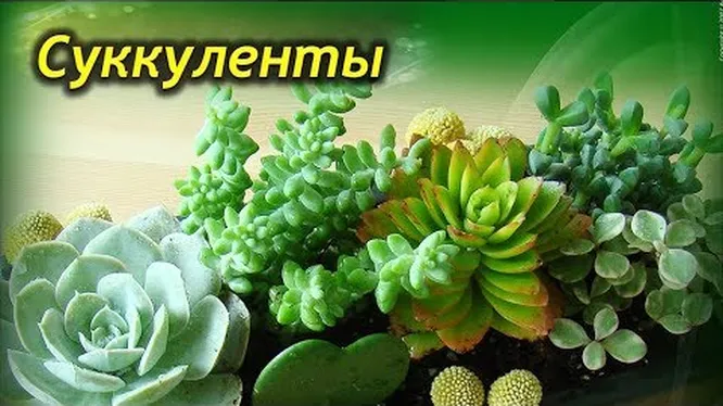 Нажми и смотри