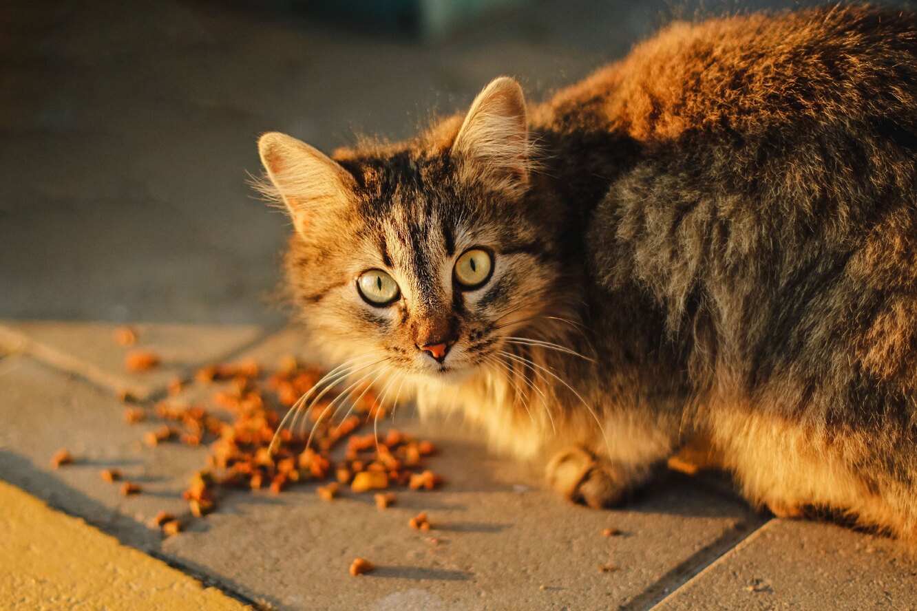 Почему коты едят обои