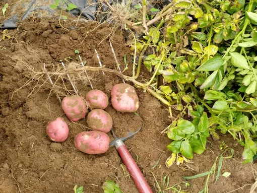 Признаки зрелой картошки