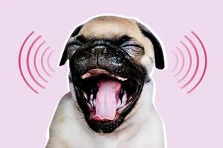 Собака бывает кусачей: как стресс хозяина сказывается на поведении питомца