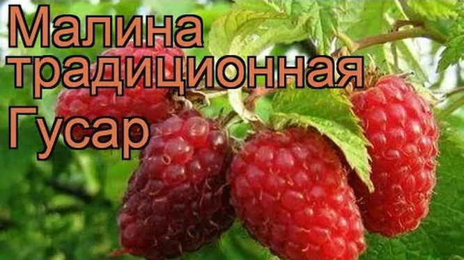 Нажми и смотри