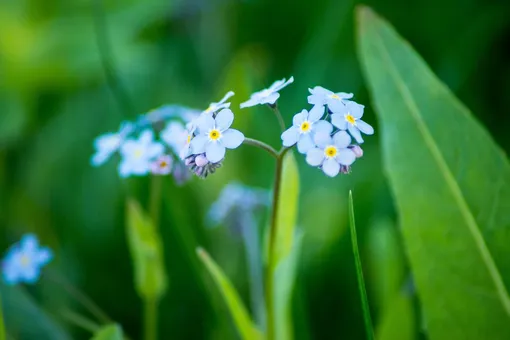 Незабудка болотная (Myosotis palustris)