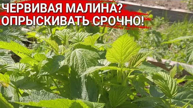 Нажми и смотри