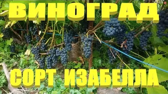 Нажми и смотри