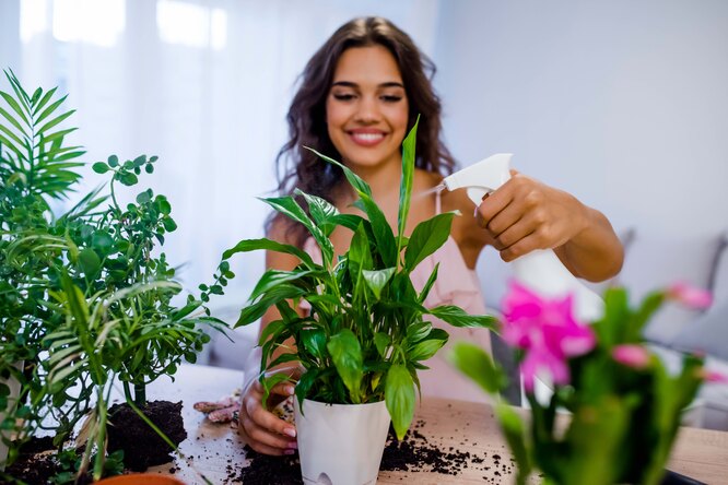 Натуральные подкормки для комнатных растения своими руками - вы будете удивлены!