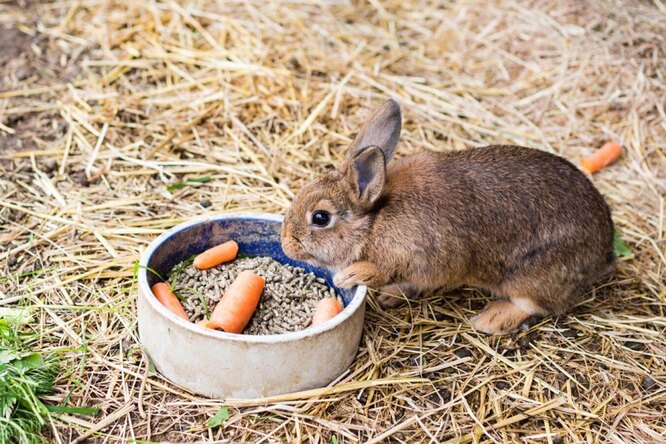 Сколько раз в день кормить кроликов?