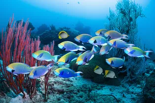 Нашествие из глубин: удивительные фото морских обитателей, от которых захватывает дух