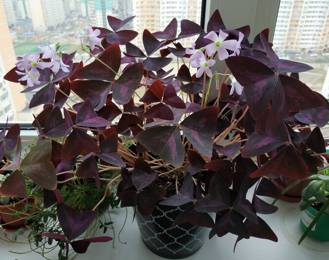 Цветок оксалис: выращивание в домашних условиях, фото