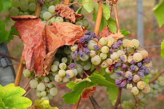 Секреты вина из недозревшего винограда