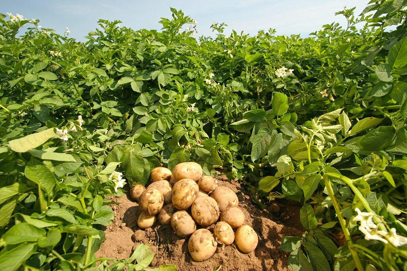 Как выглядит ботва картофеля после заморозков фото