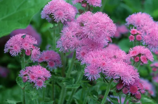 Агератум (Ageratum)