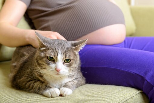 Почему кошки любят беременных женщин: эксперт раскрывает забавные факты